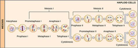 meiosis i vs meiosis ii